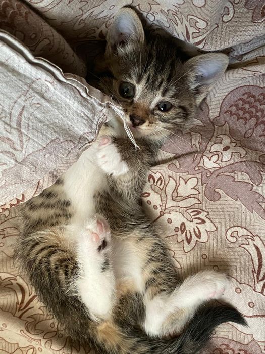 Отдам домашних котяток