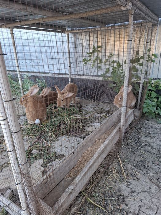 Кояндар сатылады