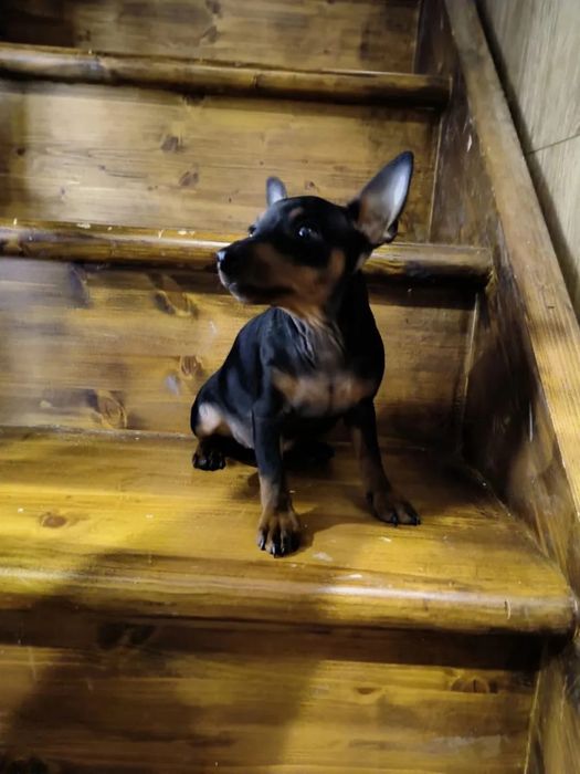 Продается щенок цвергпинчера