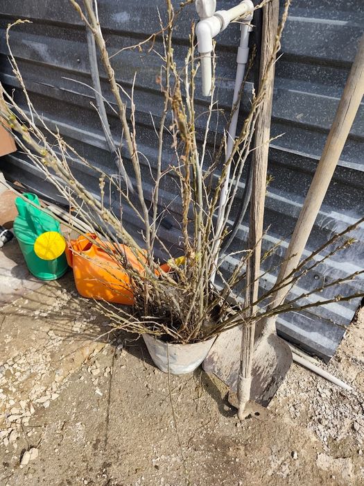 Саженцы деревьев и ягод