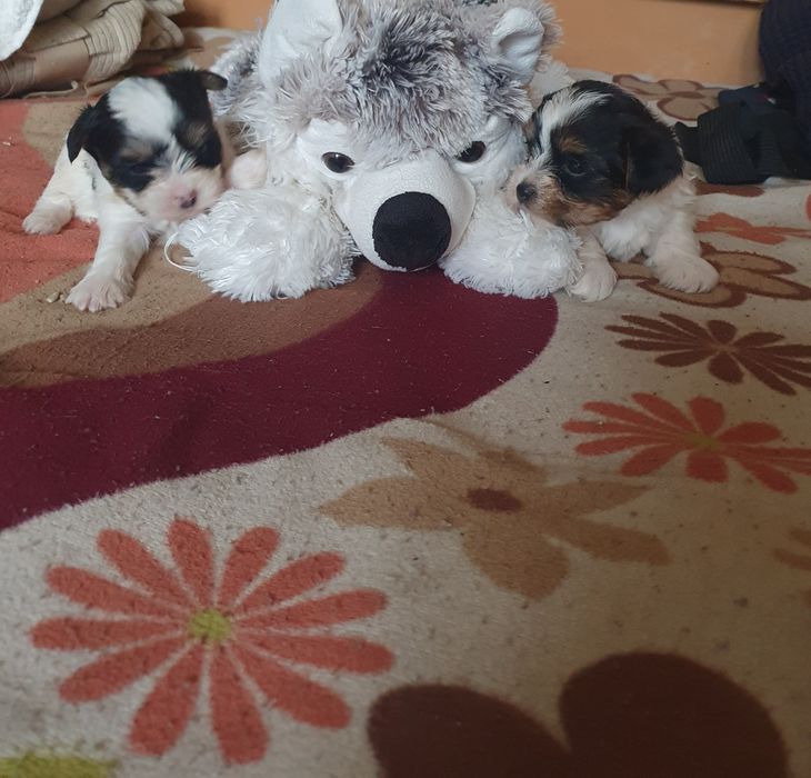 Малки йоркита бивър