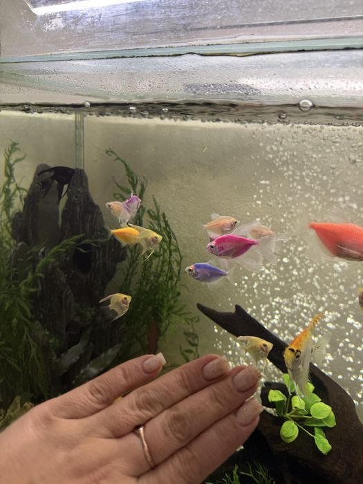 Продам скалярий разного размера