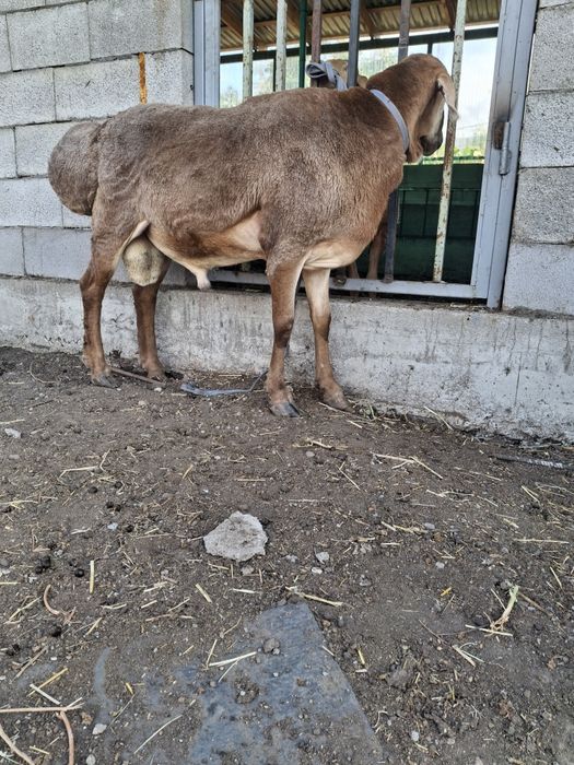 Продам кошкара  срочно