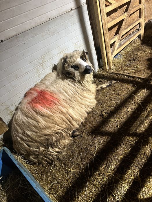 De vanzare berbec  sau schimb