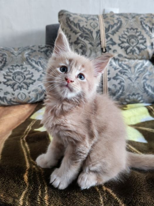 Продаются котята Мейн кун