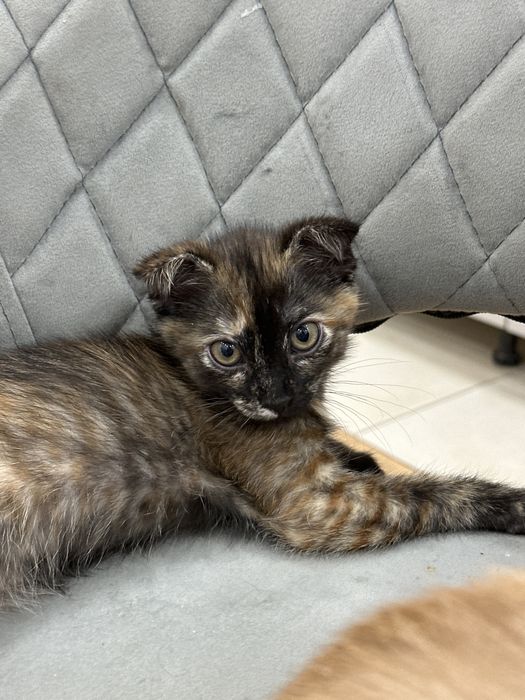 отдам котенка в хорошие руки