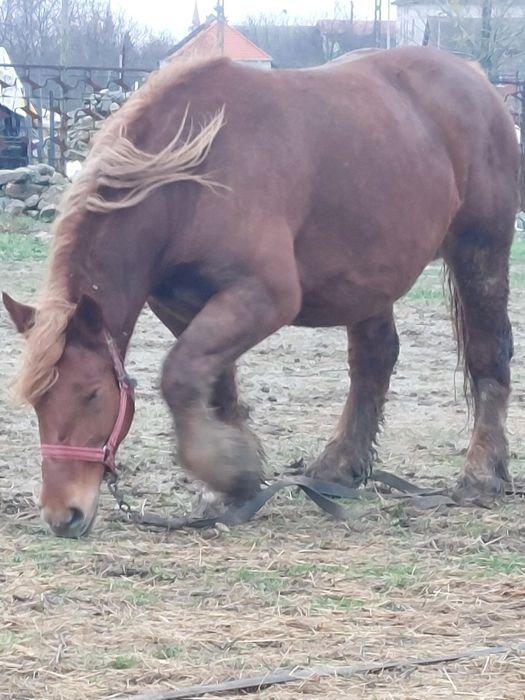 Vand iapa grea de 5/6 ani gestanta in 6 luni.