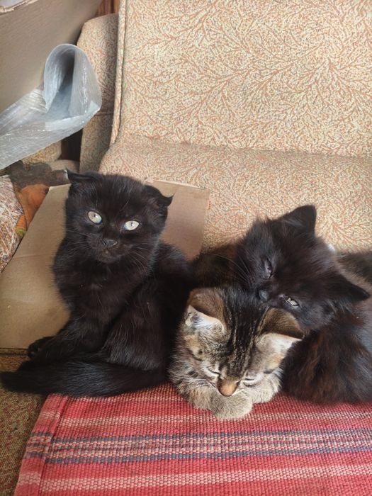 Котят  месячных подарим