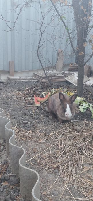 Декоративный кролчиха
