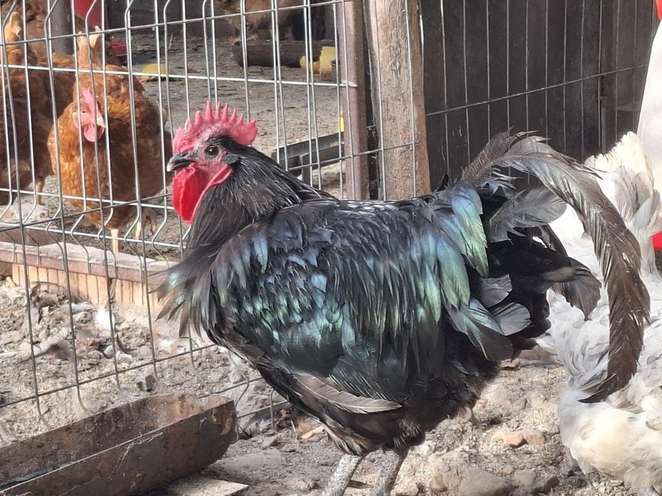 Australorp cauta altă casă. Gaini 2025.