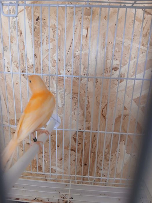 Vand Canari tineri