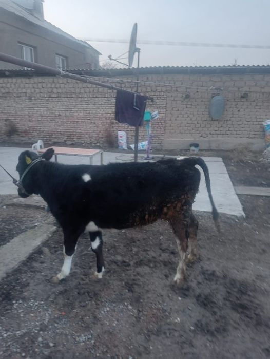 Кунажын сатылады жаксы