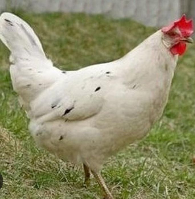 Куры несушки породы Коралл