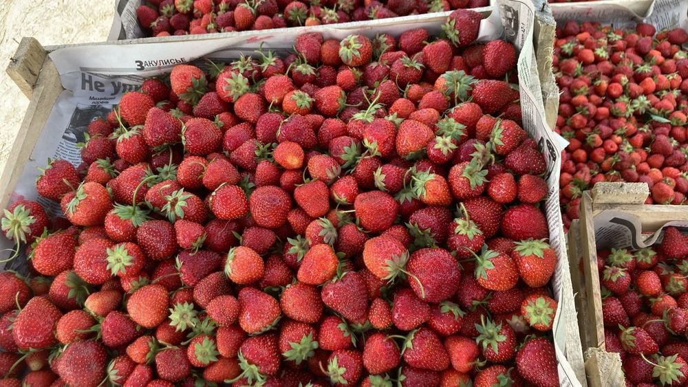Продам свежую клубнику