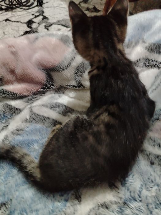 Котята очень милые