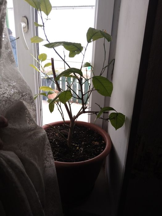 продаются растения