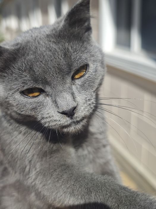 Котёнок отдам добрые руки