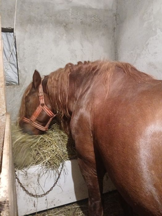 De vânzare harmasar