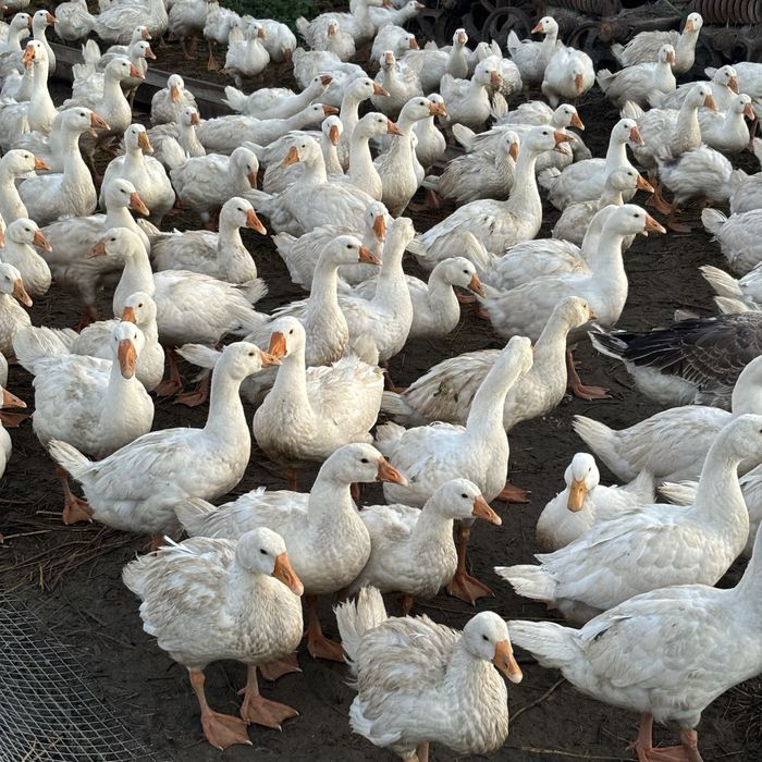 Гуси хорошо несутся 2х годовалые срочно продам