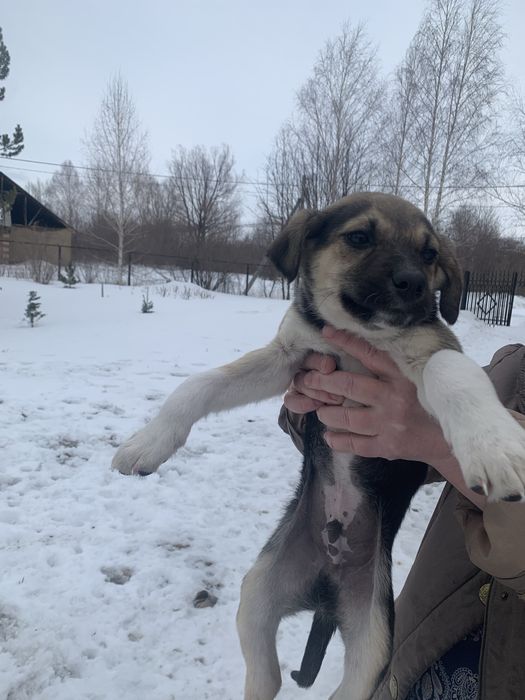 Продам щенков. Мать тазы, отец овчарка.