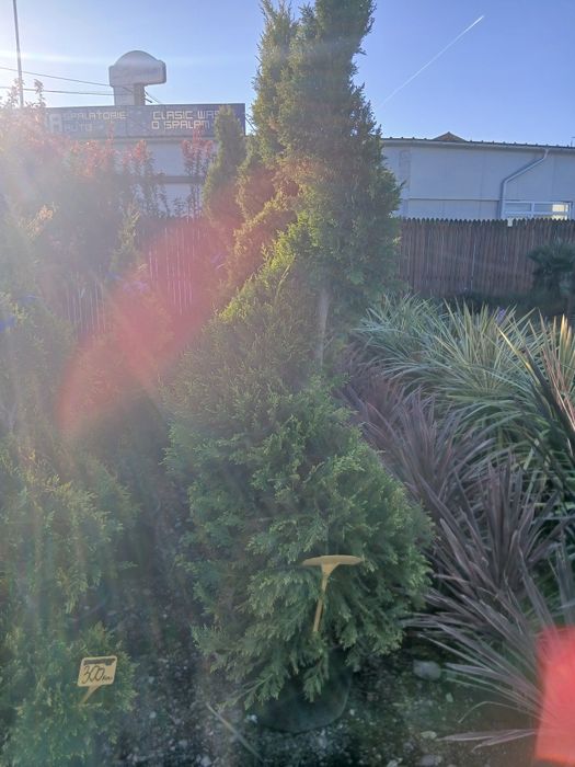 vînd plante ornamentale