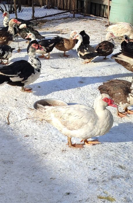 Продам Индоутк. Үйрек сатылады.