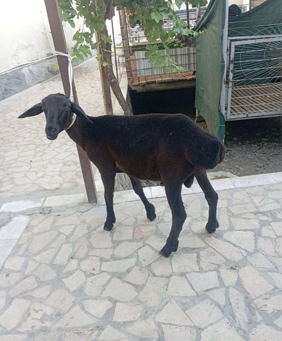 Qo’chqorcha sotiladi