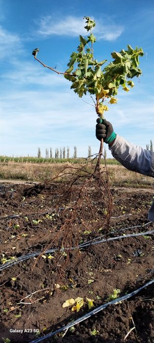 Butasi viță de vie