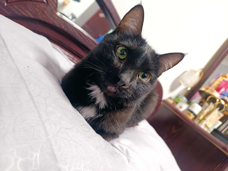 Кошка стерилизованная, умная, чистая