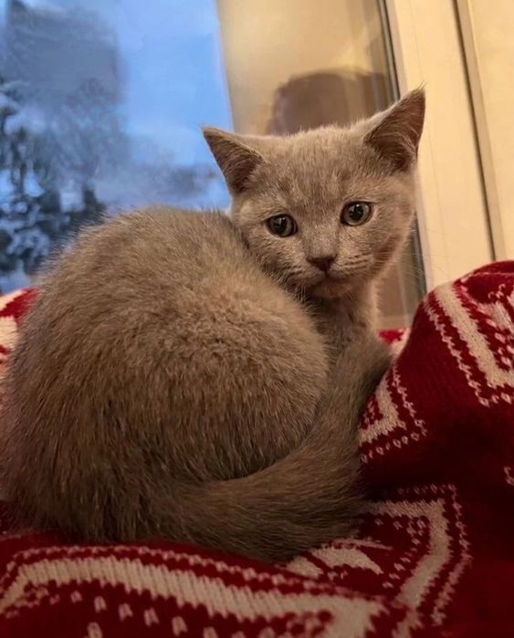 Милые девочки ждут свою семью, 2 мес