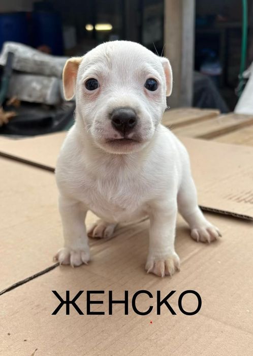 Джак Ръсел Кученца