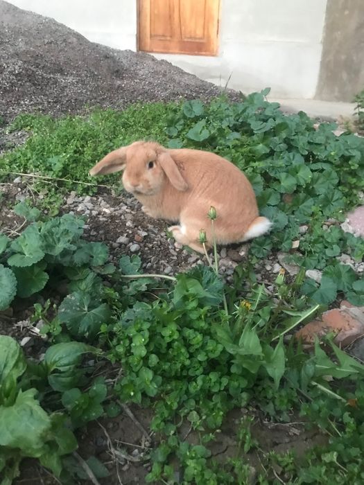 KARLIK dekarativniy quyon