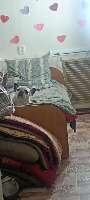 Французский бульдог ищет невесту