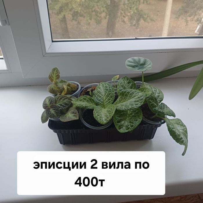 Комнатные цветы разные