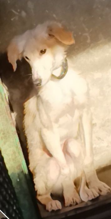 Щенки ищут дом !