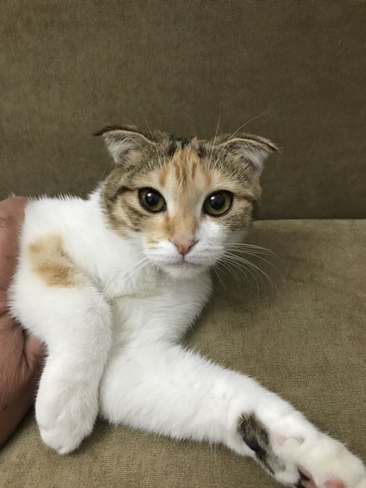 Продам кошку породы