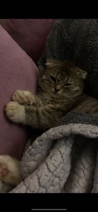 Скоттиш фолд(вислоухая)