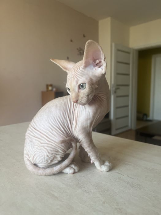 Мъжко коте сфинкс
