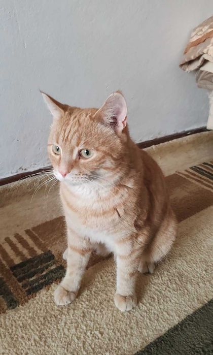 Рыжий котик ищет дом