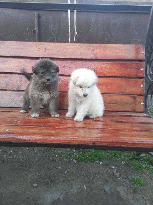 Уникальные щенки