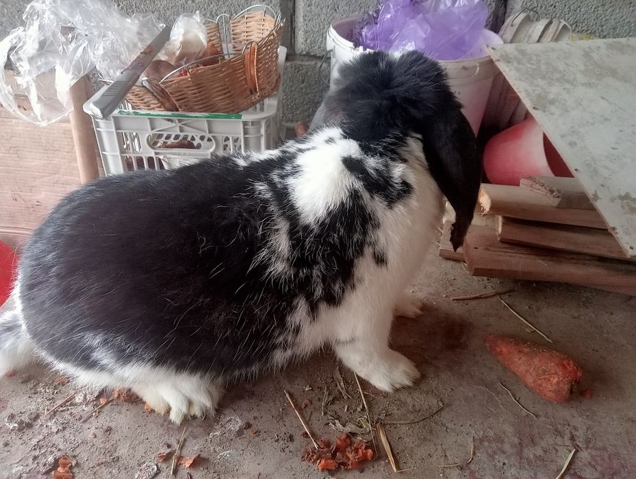 Кролики пародистый