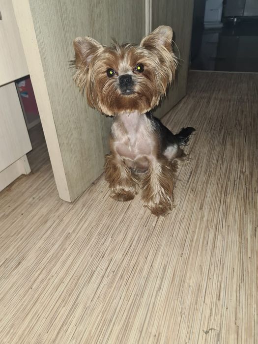 Супер  подарок, щенки йорка