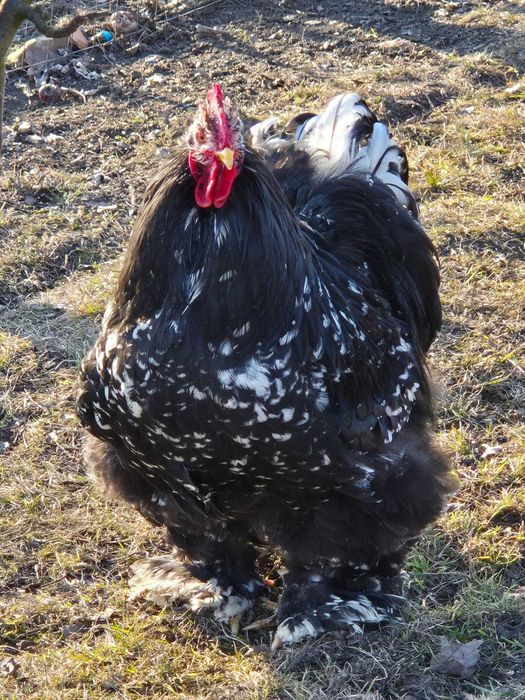 Cocosi cochinchina urias