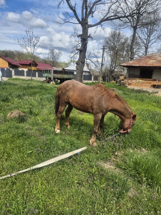 Vând cal cu vârsta de 14 ani