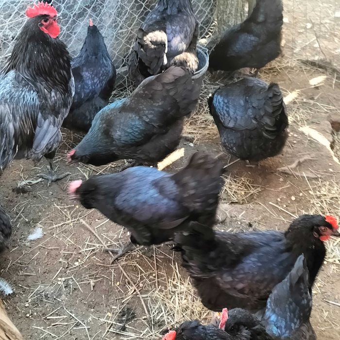 Ouă incubat găini Brahma, Vălișoara și Australorp