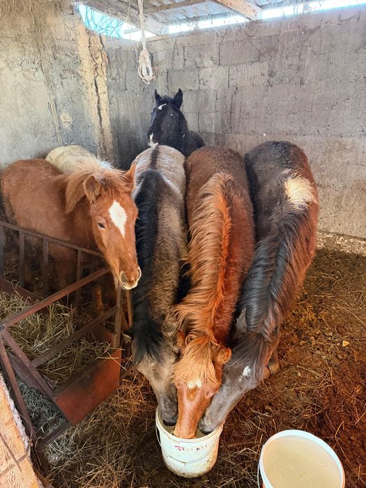 Жабағылар сатылады!