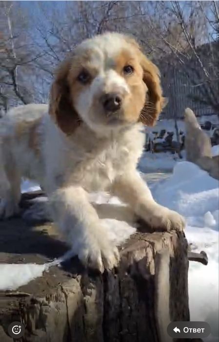 Американский коккер спаниэль