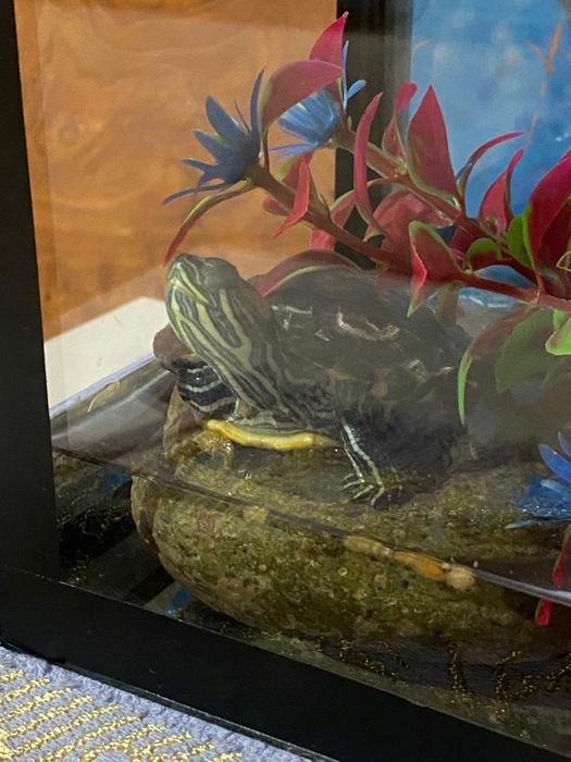 Краснаяуха черепаха