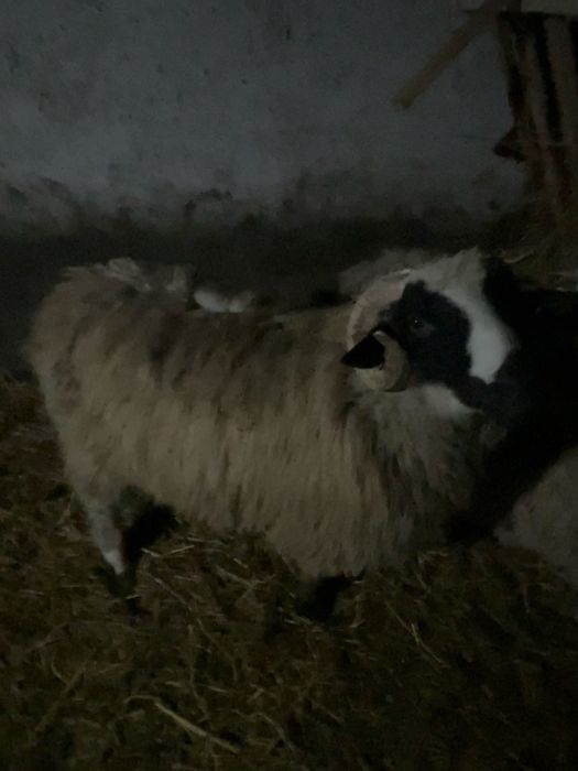 De vanzare noatin brez