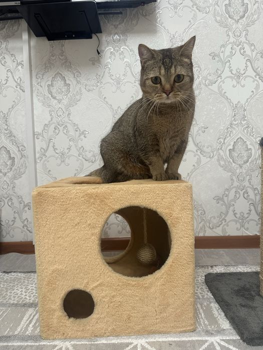 Кошкин дом когтедралка